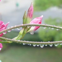 rosa Blüte mit Regentropfen